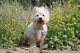 WESTIE 348